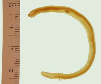 Media type: image; Herpetology A-9407